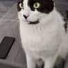 Sharif, charmanter Kater, ca. 4J 51429