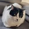 Sharif, charmanter Kater, ca. 4J 51429