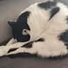 Sharif, charmanter Kater, ca. 4J 51429
