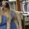 Dingo wünscht sich neues Zuhause