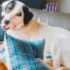 Jiji sanft, ruhig und liebevoll 7/23 DE