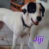 Jiji sanft, ruhig und liebevoll 7/23 DE