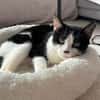 Handicap Kater Vinny