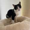 Handicap Kater Vinny