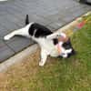 Handicap Kater Vinny