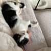 Handicap Kater Vinny