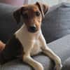 ❤🐾 JOHN SUCHT EIN ZUHAUSE 🏡🐶
