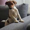 ❤🐾 JOHN SUCHT EIN ZUHAUSE 🏡🐶