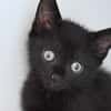 SACHA