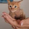 Gufi