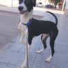 ENZO (Martina)