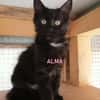 ALMA