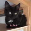 ALMA