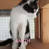 ANETH
