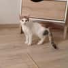 Amira