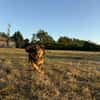 Filou