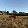 Filou