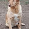 Lola der gute Laune Hund