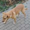 Lola der gute Laune Hund