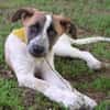 Wer sieht CLYDE ... Zuhause gesucht