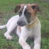 Wer sieht CLYDE ... Zuhause gesucht