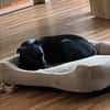 Tommy, Neuanfang gesucht
