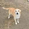 Henry, verspielter Welpe sucht Zuhause