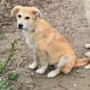 Henry, verspielter Welpe sucht Zuhause