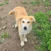 Henry, verspielter Welpe sucht Zuhause