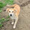 Henry, verspielter Welpe sucht Zuhause