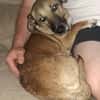 Kuschelhund Bobby aus Rumänien!!