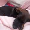 CANDY sucht ihre Lieblingsmenschen