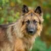 Hans❤sucht Pflege- oder Endstelle