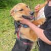 Persy sucht liebevolles Zuhause