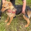 Persy sucht liebevolles Zuhause