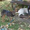 Piccolina, liebe Hündin sucht  Familie