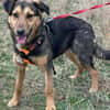 Lexi, lieber Welpe sucht neue Familie