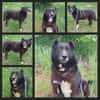 Han, guter, braver Hund sucht Zuhause