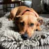 Luna ist ein Herzenshund