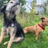 Luna ist ein Herzenshund
