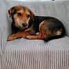 Freundlicher Hundemann Friedrich!!!