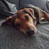 Freundlicher Hundemann Friedrich!!!