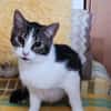 ❗Notfall Simba - Pflegestelle gesucht❗