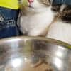 ❗Notfall Simba - Pflegestelle gesucht❗