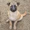 Cioco, liebevoller Welpe sucht Familie