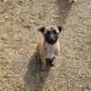 Cioco, liebevoller Welpe sucht Familie