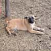 Cioco, liebevoller Welpe sucht Familie