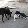 Ozzy, sanfter Riese sucht neues Zuhause