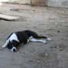 Ozzy, sanfter Riese sucht neues Zuhause