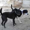 Ozzy, sanfter Riese sucht neues Zuhause